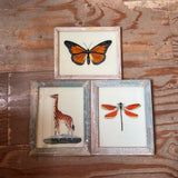 Three framed illustrations of a butterfly, giraffe, and dragonfly on a wooden surface.