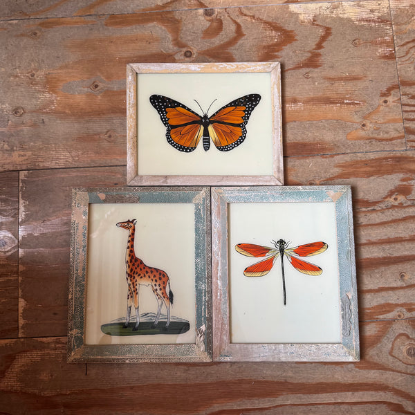 Three framed illustrations of a butterfly, giraffe, and dragonfly on a wooden surface.