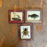 Three small framed vintage-style insect and nature prints arranged on a rustic wooden surface. The top-left frame shows a white swan, the top-right shows a fish, and the bottom-center frame shows a beetle.