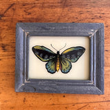  Vintage Glass Framed Painting Insects - Blue Butterfly