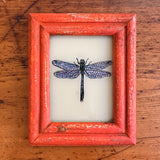 Vintage Glass Framed Painting Insects - dragonfly