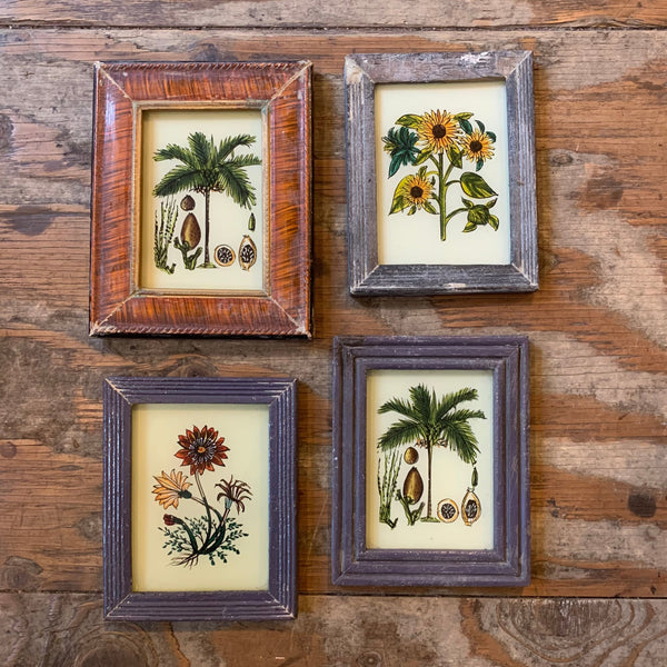 Vintage Glass Framed Paintings Nature - Mini Coconut, Dark Brown Frame