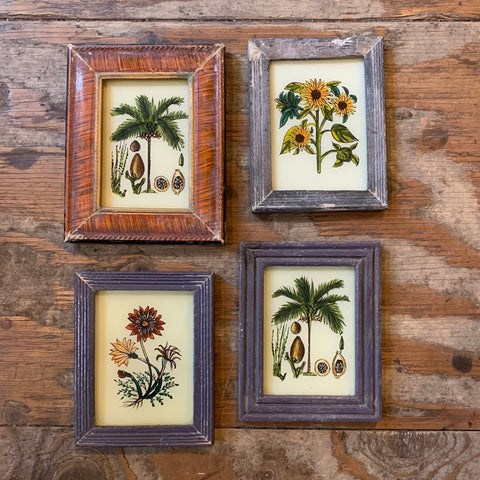 Vintage Glass Framed Paintings Nature - Mini Coconut, Dark Brown Frame