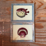 Two framed artworks of a fish and a shell on a wooden background