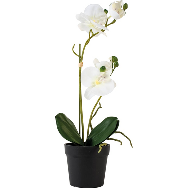 White Orchid