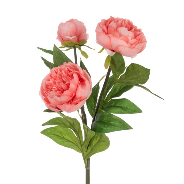 coral peony