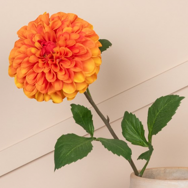 dahlis orange
