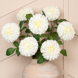 dahlia white