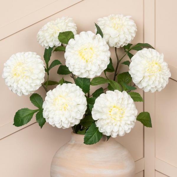 dahlia white