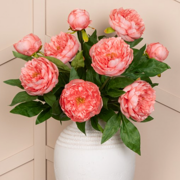 peony coral