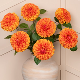 pom pom dahlia
