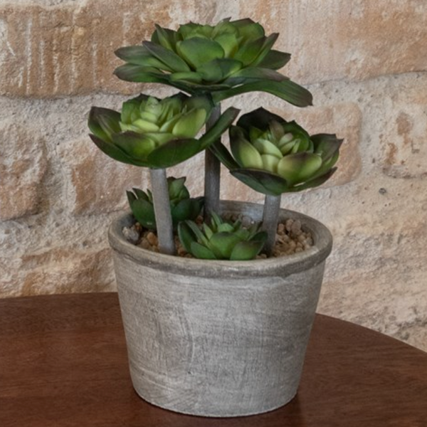 succulent in pot
