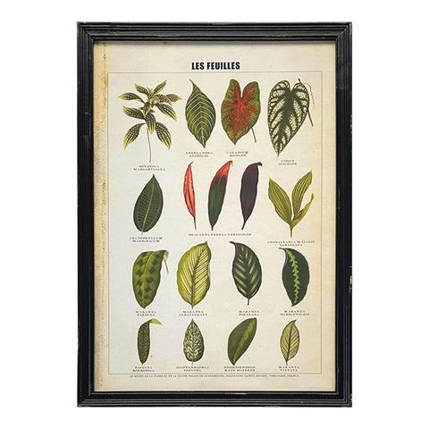 Framed Vintage Style Print - Les Feuilles