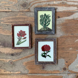 Vintage Glass Framed Paintings Plants - Extra Small