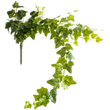 Trailing Ivy