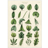 Botany Leaves Poster Print