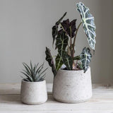 Cement Tapered Plant Pots - Stone Colour