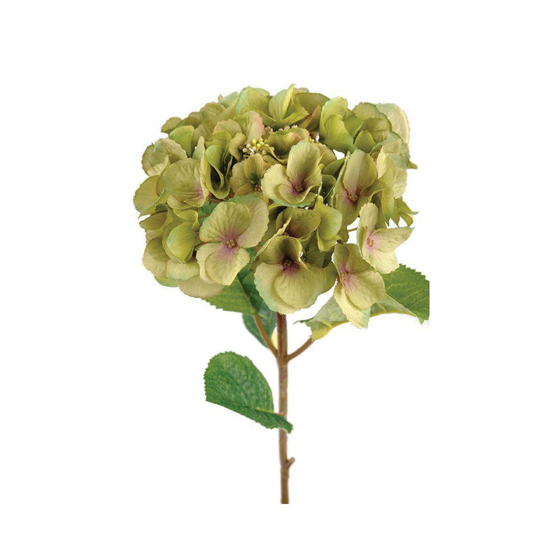 Antique Green Hydrangea