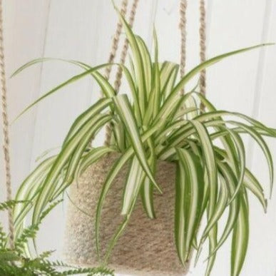 Jute Hanging Plant Pot