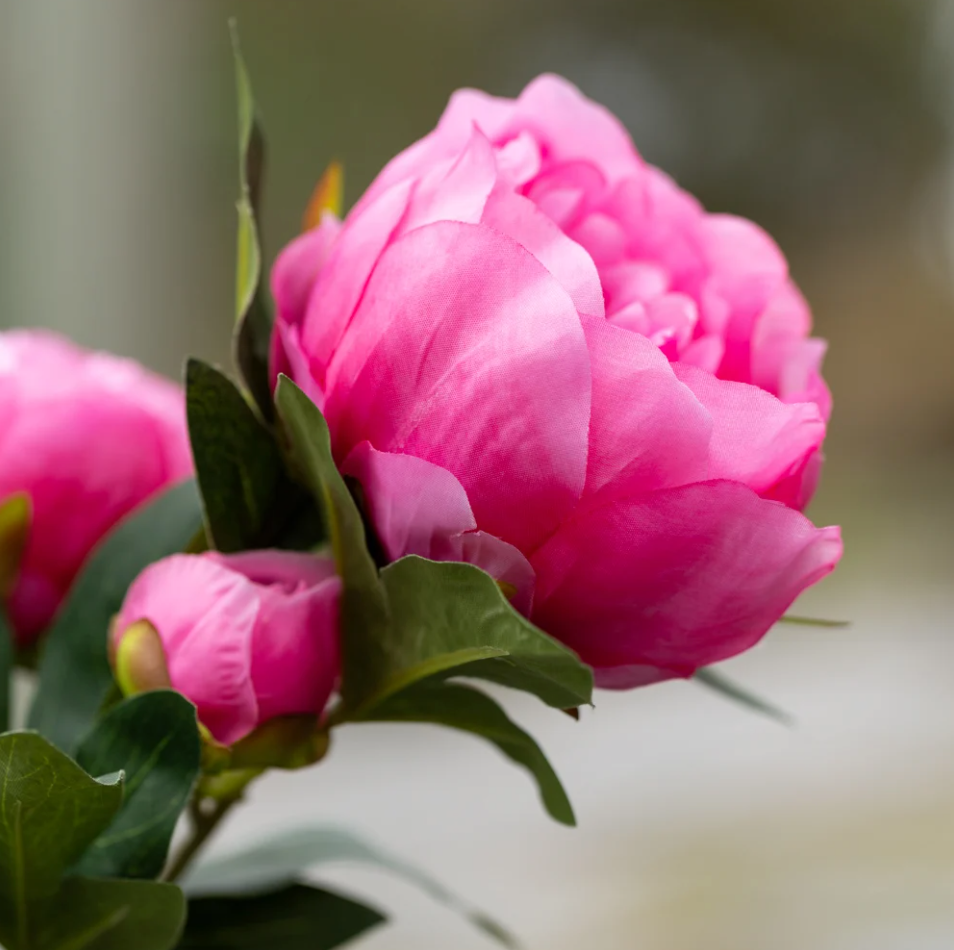 Peony Spray - Bright Pink