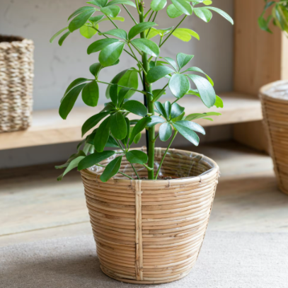 Rattan Plant Pot