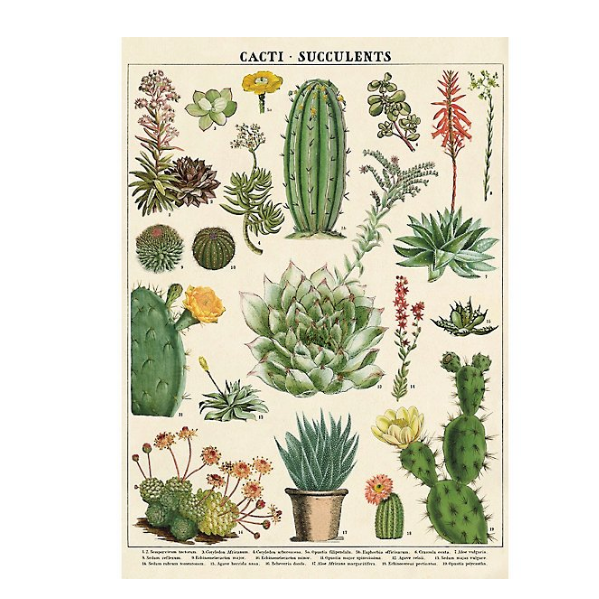 Cacti & Succulent Poster Print