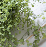 String of Nickels in pot