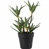 Aloe in Pot