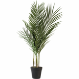 Parlour Palm in Pot