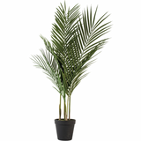 Palmer Palm in Pot