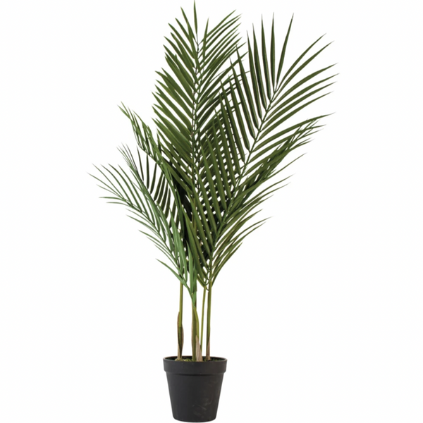 Parlour Palm in Pot