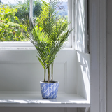 Parlour Palm in Pot