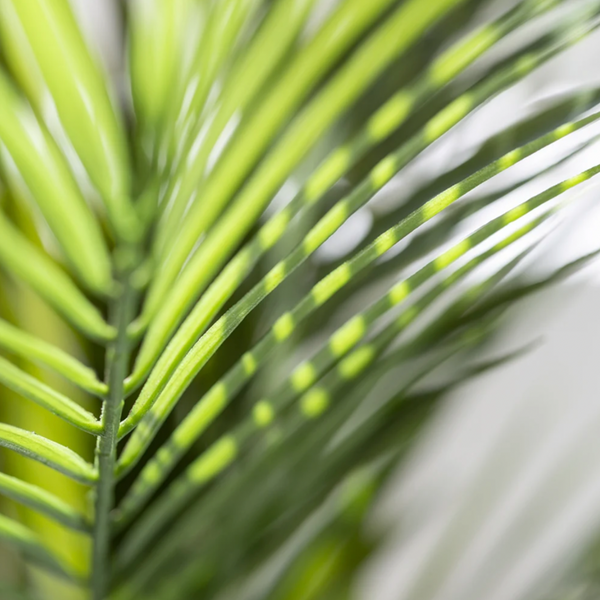 Parlour Palm in Pot