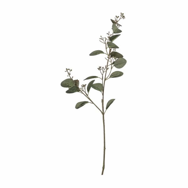 Eucalyptus Leaf Stem