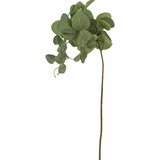 Eucalyptus Stem - Large Leaf