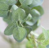 Eucalyptus Stem - Large Leaf
