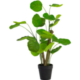 Chinese Money Plant in Pot