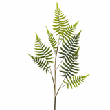 Fern Leaves Evergreen