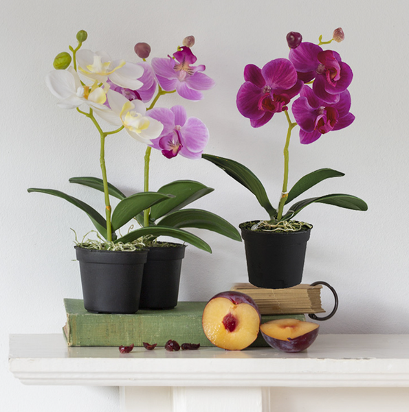 Mini Orchid in Pot