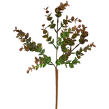 Eucalyptus Sprig