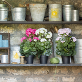 Geranium in Pot