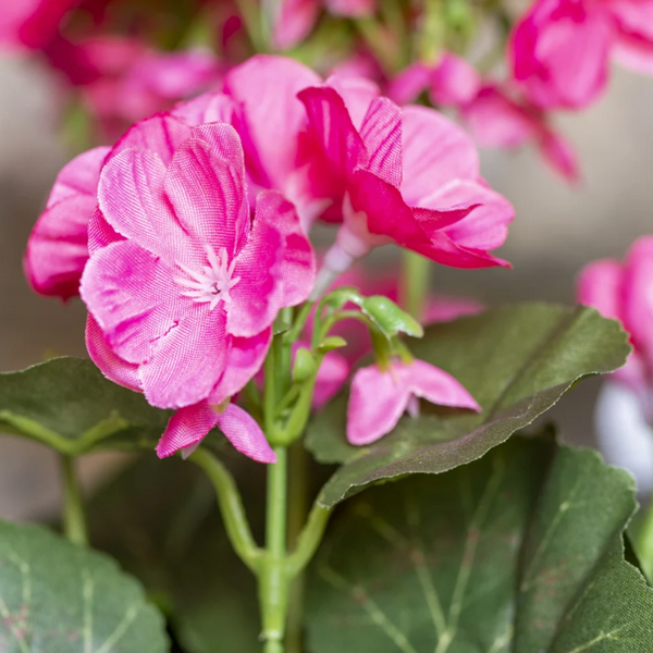 Geranium in Pot