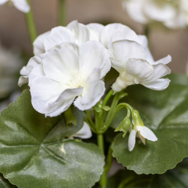 Geranium in Pot