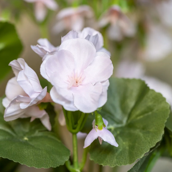 Geranium in Pot