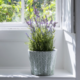 English Lavender in Pot - Large