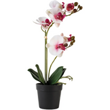 White Orchid with Pink Flush