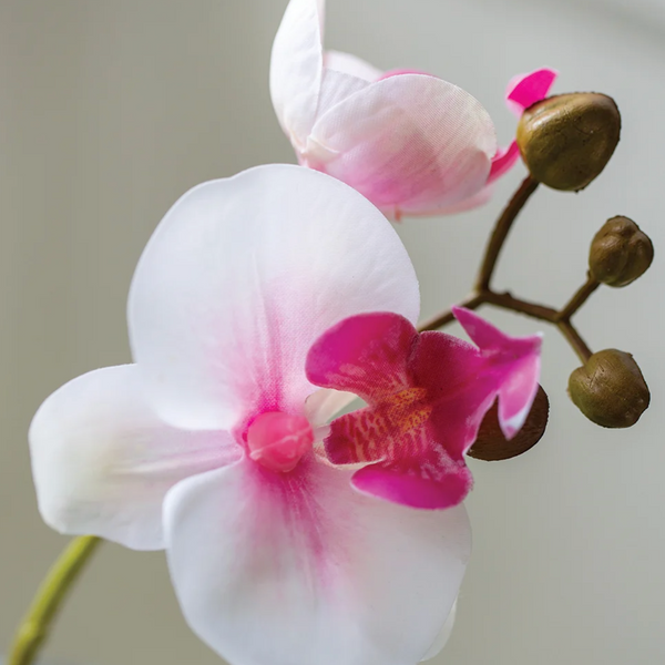 White Orchid with Pink Flush
