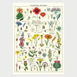 Wildflower Specimen Poster Print