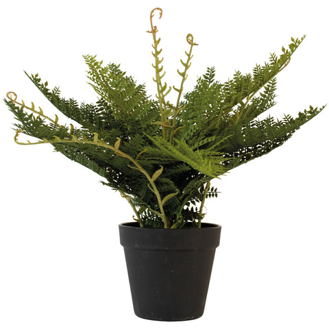 Wood Fern in Pot