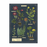Herbarium Poster Print